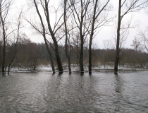 Pavasario potvynis Žalgirio miške ir pievose