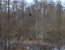 Pavasario potvynis Žalgirio miške ir pievose