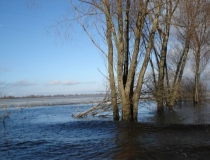 Pavasario potvynis Žalgirio miške ir pievose