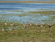 Pavasario potvynis Žalgirio miške ir pievose