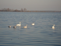 Pavasario potvynis Žalgirio miške ir pievose