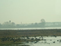 Pavasario potvynis Žalgirio miške ir pievose