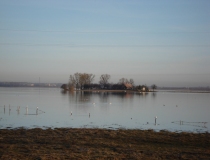 Pavasario potvynis Žalgirio miške ir pievose