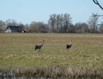 Pavasario potvynis Žalgirio miške ir pievose