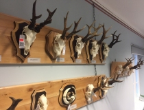 Medžiotojų sumedžiotų trofėjų parodos ir konkursai 