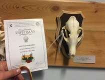 Medžiotojų sumedžiotų trofėjų parodos ir konkursai 