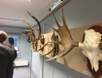 Medžiotojų sumedžiotų trofėjų parodos ir konkursai 