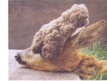 Sustabdytos akimirkos