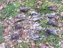 Varominės medžioklės momentai