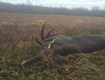 Varominės medžioklės momentai