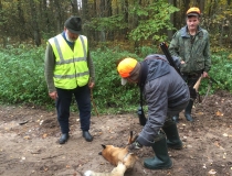 Varominės medžioklės momentai