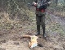 Varominės medžioklės momentai