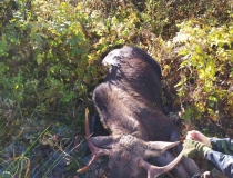 Varominės medžioklės momentai