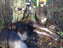 Varominės medžioklės momentai