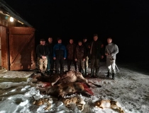 Varominės medžioklės momentai