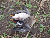 Varominės medžioklės momentai