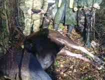 Varominės medžioklės momentai