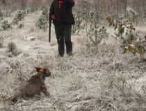 Varominės medžioklės momentai