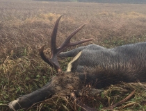 Varominės medžioklės momentai