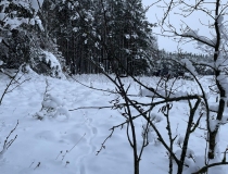 Zuikių medžioklė 2023